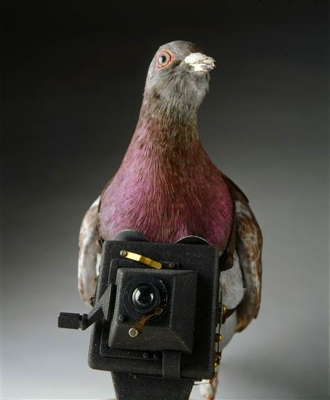 Pigeon Camera